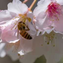 蜂蜜美容護(hù)膚小知識(shí)