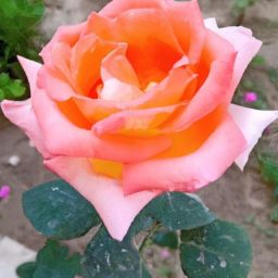 月子期間可以做<strong>美容</strong>護(hù)膚嗎女性？探討專家意見