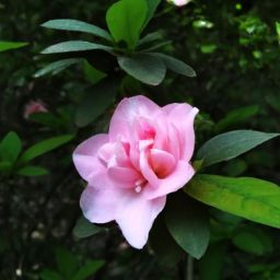 樊文花美容護膚產(chǎn)品的價格究竟貴不貴？探尋市場定位與性價比